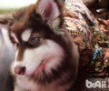 为何阿拉斯加犬突然呕吐？
