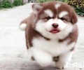 阿拉斯加犬何时刚开始除虫比较好？