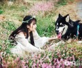 阿拉斯加犬哪些要接种疫苗？接种疫苗究竟怎么样？