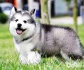 怎么预防阿拉斯加犬皮肤疾病的产生？