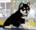 阿拉斯加犬皮肤发痒、一直抓破该怎么办？
