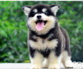 阿拉斯加犬出現消化不好的状况该怎么办？