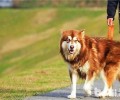 阿拉斯加犬口腔异味该如何治疗？