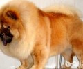 夏季外出，松狮狗会中署吗？