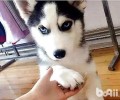 狗狗拉肚子了要吃什么中药？