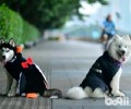如何看得出狗狗便秘？如何减轻病症？