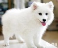 开个宠物诊所需要什么？办什么有效证件？