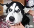 如何判断小狗的耳朵里面是否有什么问题？