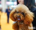 如何判断小狗的耳朵里面是否有什么问题？