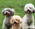 泰迪犬口腔异味有什么缘故？怎么解决？