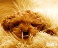 泰迪犬眼睛眼屎多是怎么回事造成 的？