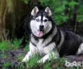 阿拉斯加犬的身上有满虫能够冼澡吗？