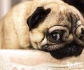 狗狗咳嗽该怎么办？狗狗咳嗽的缘故有什么？