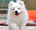小狗狂犬病疫苗何时打？狗狂犬病疫苗注入時间