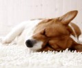 狗狗狂犬病初期有哪些症状？狗狗狂犬病的早期症状