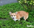狗狗狂犬病初期有哪些症状？狗狗狂犬病的早期症状