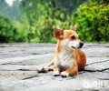 狗翻肠子该怎么办？狗翻肠子如何治疗？