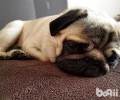 犬感染性急性支气管炎如何治疗？犬感染性急性支气管炎病症有什么？