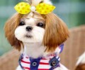 犬感染性急性支气管炎如何治疗？犬感染性急性支气管炎病症有什么？