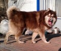 狂犬病毒替伏期最多多长时间？怎样防止得狂犬病毒的风险性呢？