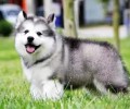 初学者猫奴们了解狗狗细小是什么症状吗?