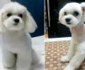 当小狗拉肚子的情况下大家应该怎么办呢？