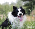边境牧羊犬假如前爪热是感冒发烧吗？