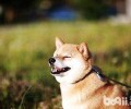 依据柴犬嘴巴的色调能分辨小狗是不是健康吗？