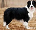 边境牧羊犬的预苗要几个月刚开始打？