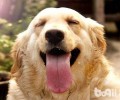 金毛的舌头发红是一切正常的状况吗？