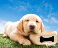金毛的舌头发红是一切正常的状况吗？