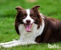 边境牧羊犬下崽以前有哪些症状?