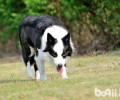 边境牧羊犬为何肉垫会裂开？