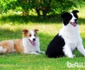 边境牧羊犬不容易交配该怎么办？