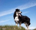 边境牧羊犬的坐垫发热是怎么啦？