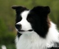 边境牧羊犬的脚板裂开要该怎么办？