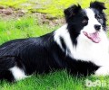 边境牧羊犬的鼻部干巴巴的是病了吗？