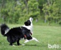边境牧羊犬多少以后不可以再生孕了？