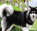 阿拉斯加犬走不上路了是怎么回事？