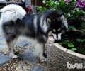 阿拉斯加犬得了肝硬化腹水还能人能活多久？