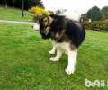 阿拉斯加犬得了肝硬化腹水还能人能活多久？