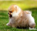 博美犬肾衰竭了还能人能活多久？