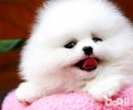 博美犬肾衰竭了还能人能活多久？
