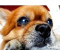 怎么缓解博美犬换牙齿不舒服？