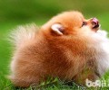 怎么缓解博美犬换牙齿不舒服？