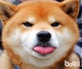 柴犬一胎能怀几个小狗狗？