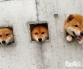 柴犬一胎能怀几个小狗狗？