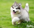 阿拉斯加犬普遍的皮肤疾病都有哪些？