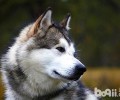 阿拉斯加犬普遍的皮肤疾病都有哪些？