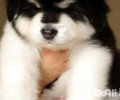 阿拉斯加犬不想吃饭，腹部还咕咕噜咕噜的。